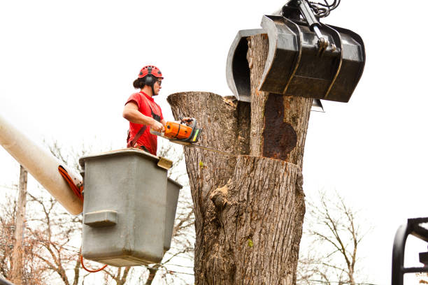 How Our Tree Care Process Works  in  Caruthersville, MO